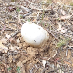 Pisolithus sp. at Hughes, ACT - 3 Apr 2018