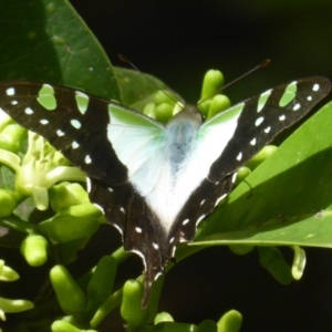 Graphium macleayanum at Acton, ACT - 24 Mar 2018 11:34 AM