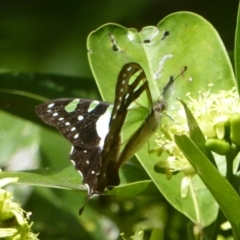 Graphium macleayanum at Acton, ACT - 24 Mar 2018 11:34 AM