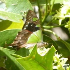 Graphium macleayanum at Acton, ACT - 24 Mar 2018 11:34 AM