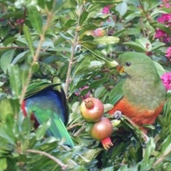 Alisterus scapularis (Australian King-Parrot) at Hughes, ACT - 24 Mar 2018 by JackyF