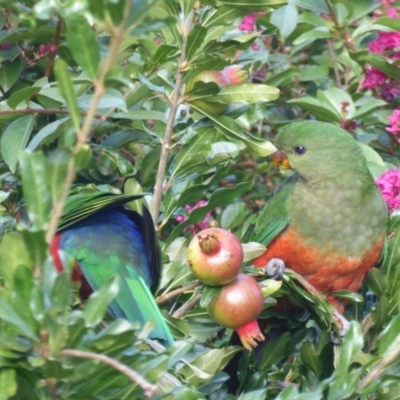 Alisterus scapularis (Australian King-Parrot) at Hughes, ACT - 24 Mar 2018 by JackyF