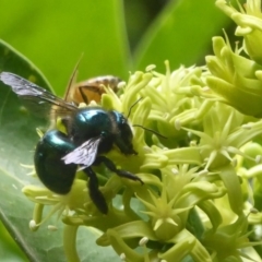 Xylocopa (Lestis) aeratus (Metallic Green Carpenter Bee) at Acton, ACT - 24 Mar 2018 by Christine