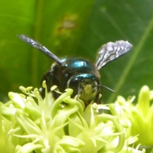 Xylocopa (Lestis) aerata at Acton, ACT - 24 Mar 2018