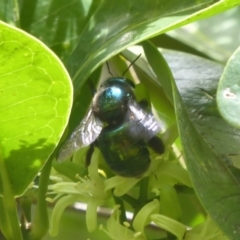 Xylocopa (Lestis) aerata at Acton, ACT - 24 Mar 2018