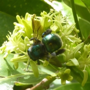 Xylocopa (Lestis) aerata at Acton, ACT - 24 Mar 2018 12:30 PM