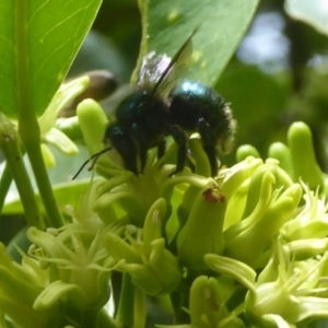 Xylocopa (Lestis) aerata at Acton, ACT - 24 Mar 2018