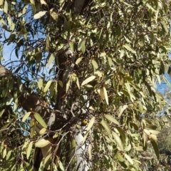 Muellerina eucalyptoides (Creeping Mistletoe) at Mount Mugga Mugga - 27 Mar 2018 by Mike