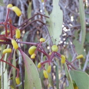 Muellerina eucalyptoides at Symonston, ACT - 27 Mar 2018 04:40 PM