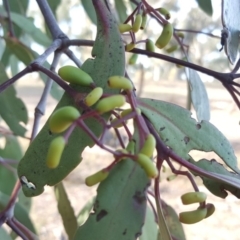 Muellerina eucalyptoides at Symonston, ACT - 27 Mar 2018 04:40 PM