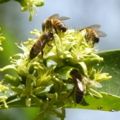 Apis mellifera (European honey bee) at ANBG - 24 Mar 2018 by Christine