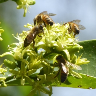 Apis mellifera (European honey bee) at ANBG - 24 Mar 2018 by Christine
