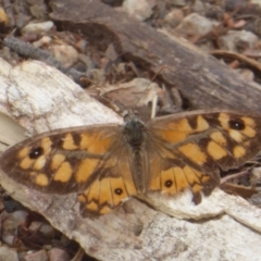 Geitoneura klugii (Marbled Xenica) at Canberra Central, ACT - 24 Mar 2018 by Christine