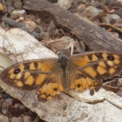 Geitoneura klugii (Marbled Xenica) at Black Mountain - 24 Mar 2018 by Christine