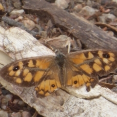 Geitoneura klugii (Klug's Xenica / Marbled Xenica) at Canberra Central, ACT - 24 Mar 2018 by Christine