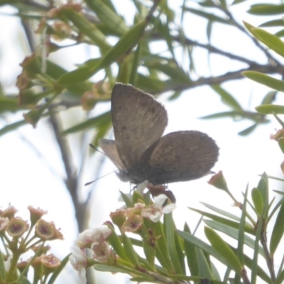 Erina acasta (Blotched Dusky-blue) at Canberra Central, ACT - 24 Mar 2018 by Christine