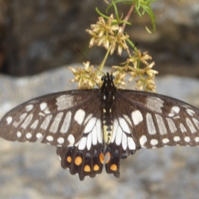 Papilio anactus (Dainty Swallowtail) at Black Mountain - 24 Mar 2018 by Christine