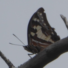 Charaxes sempronius (Tailed Emperor) at Canberra Central, ACT - 24 Mar 2018 by Christine