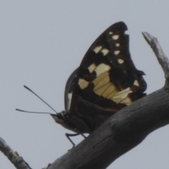 Charaxes sempronius at Canberra Central, ACT - 24 Mar 2018