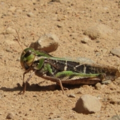 Gastrimargus musicus (Yellow-winged Locust or Grasshopper) at Namadgi National Park - 16 Mar 2018 by Christine