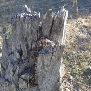 Papyrius nitidus at Symonston, ACT - suppressed