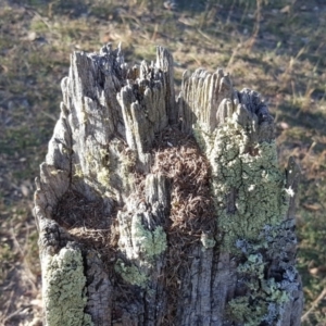 Papyrius nitidus at Symonston, ACT - suppressed