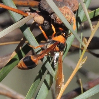 Delta bicinctum (Potter wasp) at Gigerline Nature Reserve - 8 Mar 2018 by michaelb