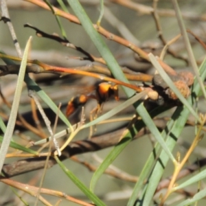 Delta bicinctum at Tennent, ACT - 8 Mar 2018