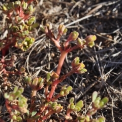 Portulaca oleracea (Munyeroo ,Pigweed, Purslane) at Griffith, ACT - 27 Mar 2018 by ianandlibby1