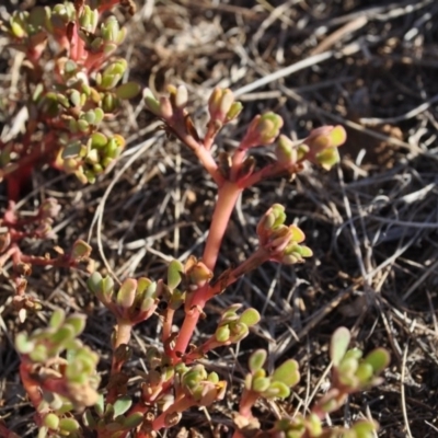 Portulaca oleracea (Munyeroo ,Pigweed, Purslane) at Griffith Woodland - 27 Mar 2018 by ianandlibby1