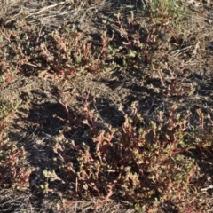 Portulaca oleracea at Griffith, ACT - 27 Mar 2018