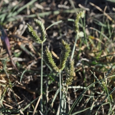 Eleusine tristachya (Goose Grass, Crab Grass, American Crows-Foot Grass) at Griffith Woodland - 26 Mar 2018 by ianandlibby1