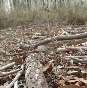 Corunastylis clivicola at Gundaroo, NSW - suppressed