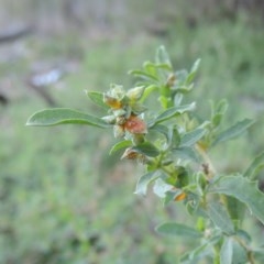 Atriplex semibaccata (Creeping Saltbush) at Gigerline Nature Reserve - 8 Mar 2018 by michaelb