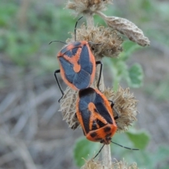 Agonoscelis rutila (Horehound bug) at Gigerline Nature Reserve - 8 Mar 2018 by michaelb