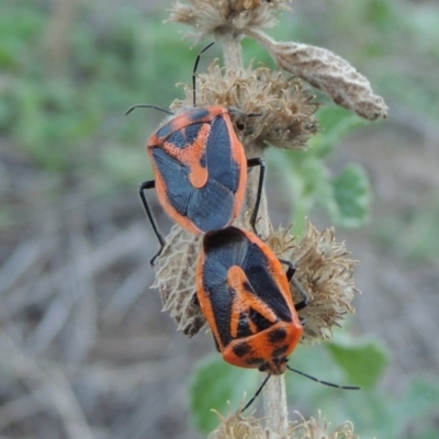 Agonoscelis rutila (Horehound bug) at Gigerline Nature Reserve - 8 Mar 2018 by michaelb