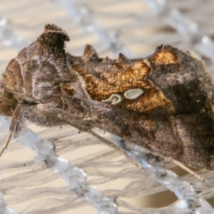 Chrysodeixis eriosoma at Chapman, ACT - 28 Mar 2018