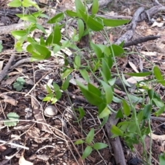 Asparagus asparagoides (Bridal Creeper, Florist's Smilax) at Ainslie, ACT - 27 Mar 2018 by SilkeSma