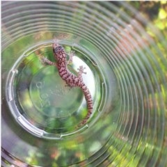 Christinus marmoratus (Southern Marbled Gecko) at Wanniassa, ACT - 1 Jan 2012 by bluevikstar