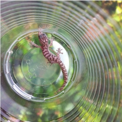 Christinus marmoratus (Southern Marbled Gecko) at Wanniassa, ACT - 31 Dec 2011 by bluevikstar