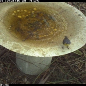 Eopsaltria australis at Pambula Public School - 24 Mar 2018