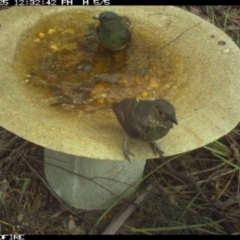 Ptilonorhynchus violaceus (Satin Bowerbird) at  - 25 Mar 2018 by pambulapublicschool