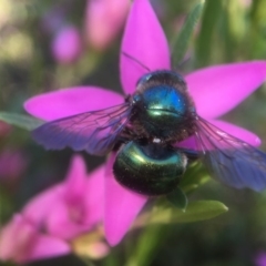 Xylocopa (Lestis) aerata (Golden-Green Carpenter Bee) at ANBG - 28 Mar 2018 by PeterA