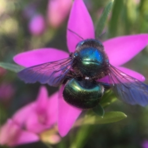 Xylocopa (Lestis) aerata at Acton, ACT - 28 Mar 2018