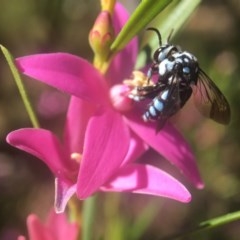 Thyreus caeruleopunctatus (Chequered cuckoo bee) at ANBG - 28 Mar 2018 by PeterA