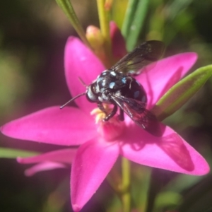 Thyreus caeruleopunctatus at Acton, ACT - 28 Mar 2018