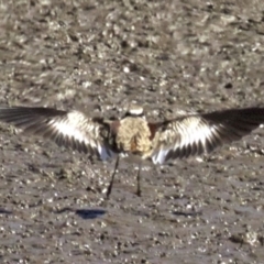 Charadrius melanops (Black-fronted Dotterel) at Fyshwick, ACT - 27 Mar 2018 by jbromilow50