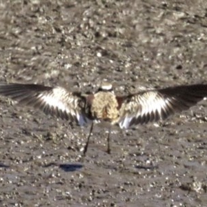 Charadrius melanops at Fyshwick, ACT - 27 Mar 2018 01:24 PM