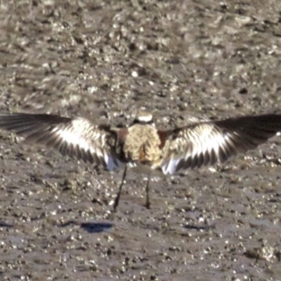 Charadrius melanops (Black-fronted Dotterel) at Fyshwick, ACT - 27 Mar 2018 by jb2602