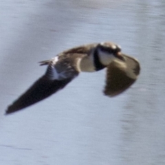 Charadrius melanops at Fyshwick, ACT - 27 Mar 2018 01:24 PM